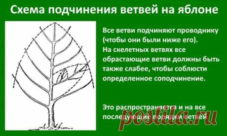 Обрезка яблонь: когда и как правильно делать, особенности осенью и в другое время года
