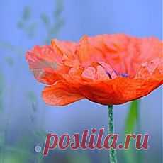 де-то там, на краю земли, у истоков семи морей5320643_693147_49_thsq (240x240, 7Kb)
Её Счастье считало дни до предсказанной встречи с ней.
Где-то там, среди сотен звёзд её Счастье рукой ветров
Собирало росинки с роз для её предрассветных снов.
Согревало в ночи теплом, несмотря на несчётность миль,
Закрывало своим крылом, чтоб в глаза не летела пыль.
Выметало осколки бед, чтоб в душе не оставить ран
И ткало из надежды плед, чтоб укутывать по утрам...