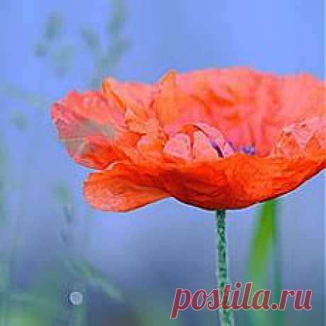 де-то там, на краю земли, у истоков семи морей5320643_693147_49_thsq (240x240, 7Kb)
Её Счастье считало дни до предсказанной встречи с ней.
Где-то там, среди сотен звёзд её Счастье рукой ветров
Собирало росинки с роз для её предрассветных снов.
Согревало в ночи теплом, несмотря на несчётность миль,
Закрывало своим крылом, чтоб в глаза не летела пыль.
Выметало осколки бед, чтоб в душе не оставить ран
И ткало из надежды плед, чтоб укутывать по утрам...