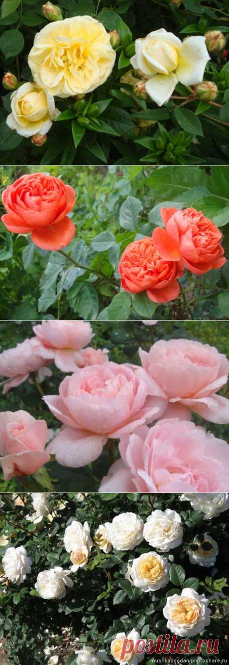 Лучшие мои розы Дэвида Остина (розы Саши) | Самоцветик