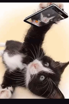 gif+gif798.gif (236×354)