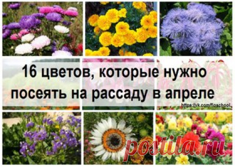 Хотите вырастить цветы дома и в саду? Порадовать себя и удивить соседей?

 ПРИСОЕДИНЯЙСЯ К НАМ! 

 Мы подготовили подробнейшую инструкцию по выращиванию цветов для вашего сада в этом году!

 Она под картинкой