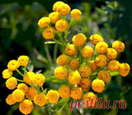 Народные рецепты лечения пижмой