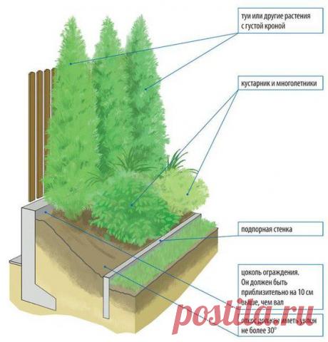 Живая изгородь - о растениях и посадке