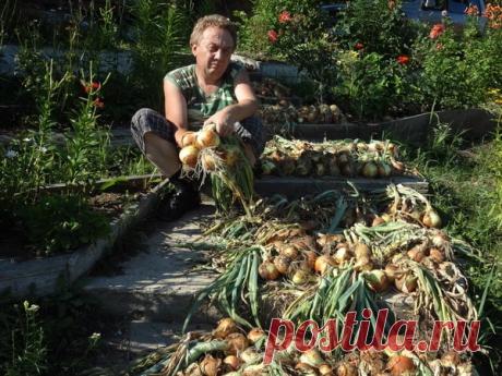 КУПИЛ НОВУЮ МАШИНУ БЛАГОДАРЯ УРОЖАЙНОСТИ 2018 ГОДА! ПЛАНИРУЮТ УВЕЛИЧИТЬ УЧАСТОК И УРОЖАЙ В 10 РАЗ В 2019 ГОДУ! А ТАКЖЕ ПРИОБРЕСТИ КВАРТИРУ! ЧИТАЙ КАК...