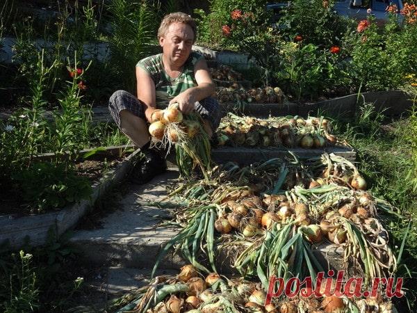 КУПИЛ НОВУЮ МАШИНУ БЛАГОДАРЯ УРОЖАЙНОСТИ 2018 ГОДА! ПЛАНИРУЮТ УВЕЛИЧИТЬ УЧАСТОК И УРОЖАЙ В 10 РАЗ В 2019 ГОДУ! А ТАКЖЕ ПРИОБРЕСТИ КВАРТИРУ! ЧИТАЙ КАК...