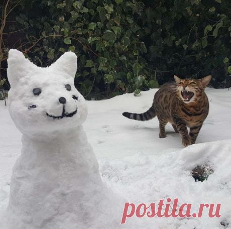 18 человек поделились смешными фотками своих питомцев