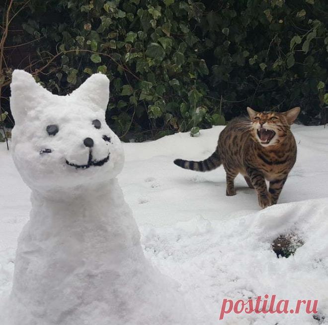 18 человек поделились смешными фотками своих питомцев