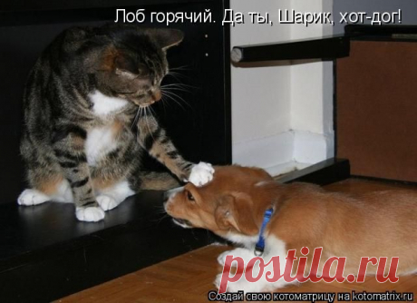 Котоматрица: Круть