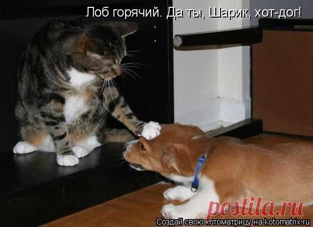 Котоматрица: Круть