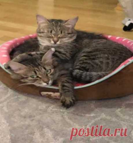 Кошки и котята - Барахла.Нет в Новосибирске