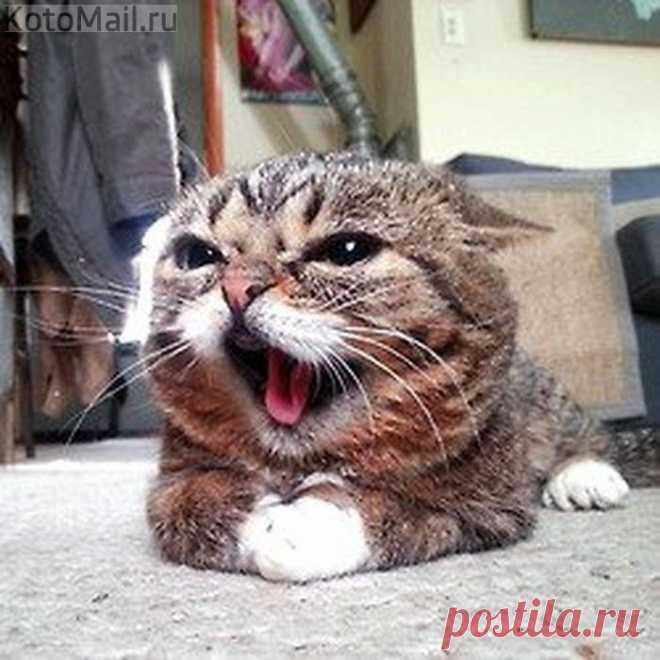 Я хочу: "Овсянка, сэр!"...