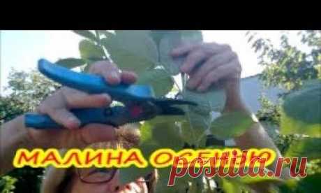 Малина осенью: уход, обрезка, подкормка