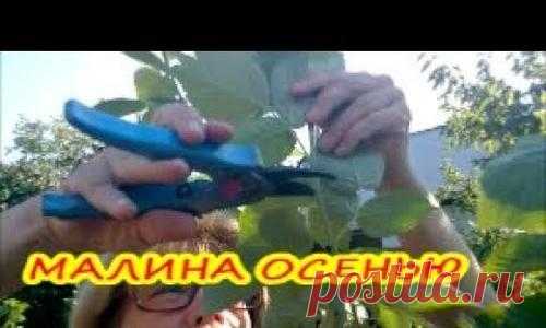 Малина осенью: уход, обрезка, подкормка