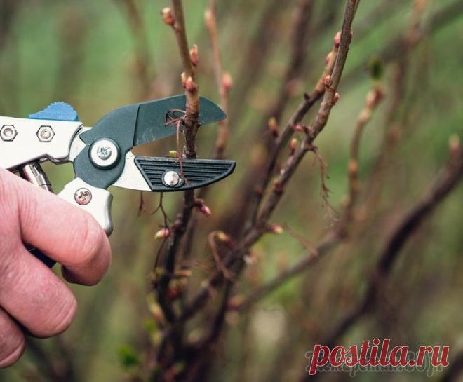Все, что вы хотели знать о зимней обрезке Как насладиться обильным цветением и богатым урожаем в следующем сезоне? Одним из вариантов таких инвестиций в будущее является зимняя обрезка. Она позволяет сформировать здоровую и продуваемую крону,...