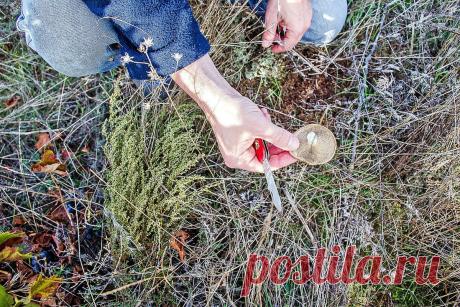Блюдцевики и вешенки — где найти в лесу весной и что приготовить? Фото — Ботаничка.ru
