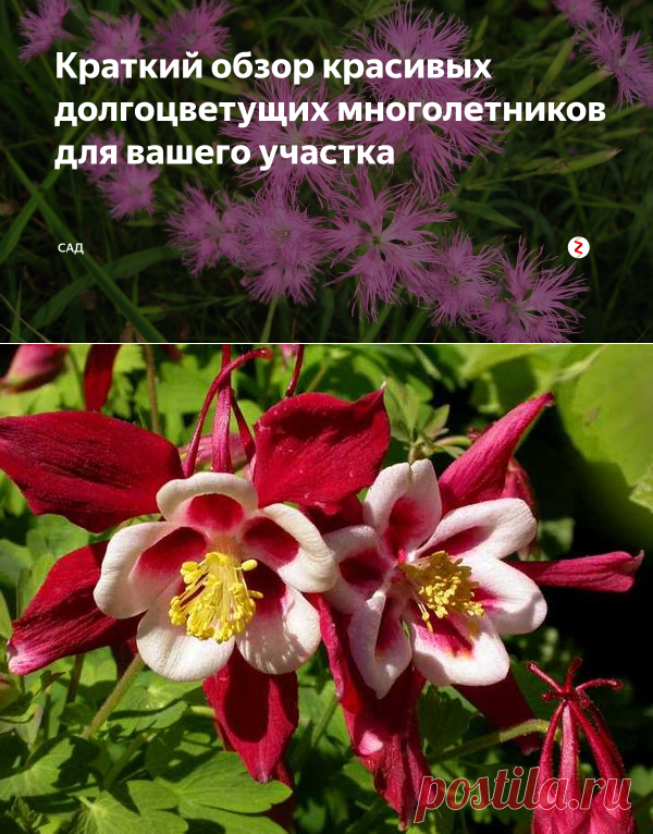 Краткий обзор красивых долгоцветущих многолетников для вашего участка | САД | Яндекс Дзен