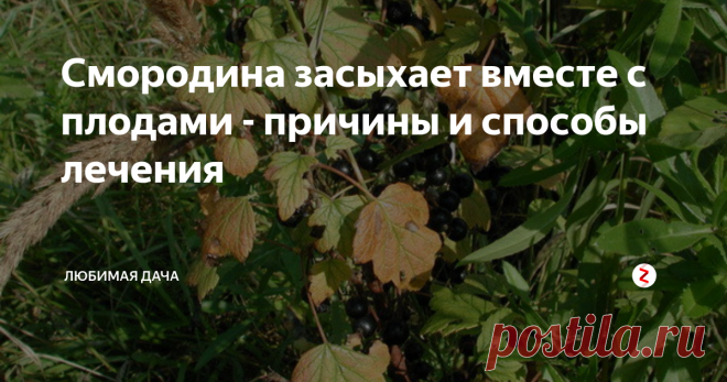 Смородина засыхает вместе с плодами - причины и способы лечения Бывает так что куст садовой смородины начинает засыхать прямо с ягодами на ветках, словно по дуновению ветра. Очень не приятно на такое смотреть, особенно если это твое любимое растение. Чтобы остановить засыхание веток смородины, я определяю причины вызвавшие это бедственное положение.
По опыту я знаю, что смородина может засыхать по трем причинам.
1. Влияние природы. Банальная засуха эта одна из