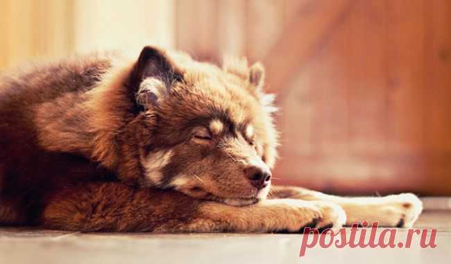 5 историй с хорошим настроением