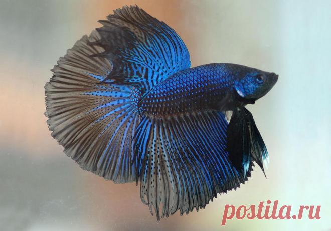 Виды аквариумных рыб. Петушок