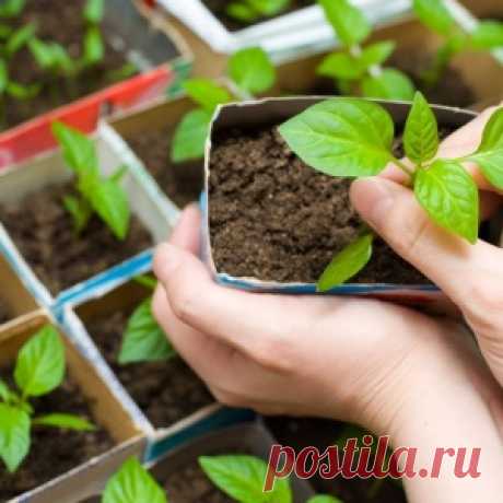 Болезни рассады болгарского перца и их лечение. На рассаде сладкого перца появилась тля, белокрылка, паутинный клещ, ее кто-то ест: как избавиться от вредителей?0
