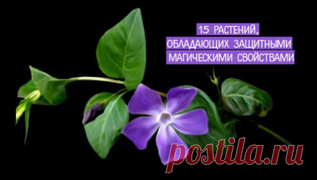 15 растений, обладающих защитными магическими свойствами — Копилочка полезных советов