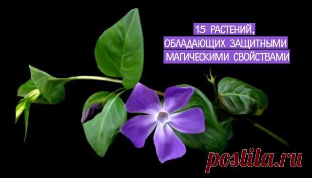 15 растений, обладающих защитными магическими свойствами — Копилочка полезных советов