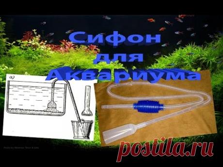 Лайфак для аквариума , Сифон для Аквариума/ Lifac for the aquarium , Siphon for Aquarium - YouTube