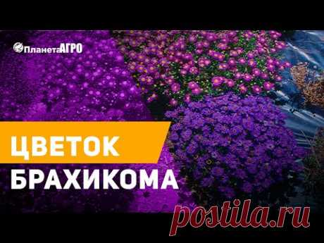 🌱 Цветок "Брахикома" 🌿  Голубая ромашка 🌼 Купить семена брахикомы  🌺Брахикома от Планета Агро