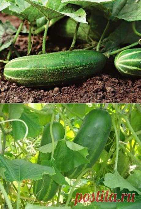 Как добиться плодоношения огурцов до самых заморозков?
