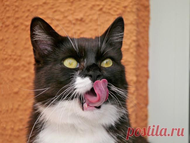 Язык-змеевик!!!