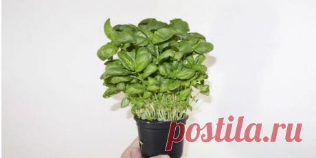 Kupili ste bosiljak, ali je uvenuo nakon par dana? Uz ovaj trik, to se više nikada neće desiti! – Dan-Noć