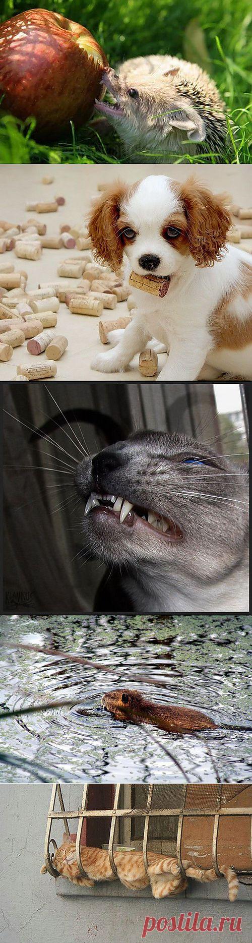 Животный мир