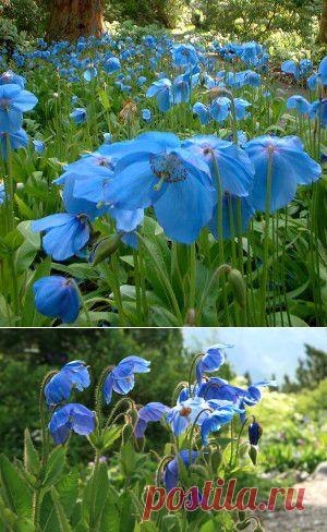 Меконопсис. | Для дачников.ру