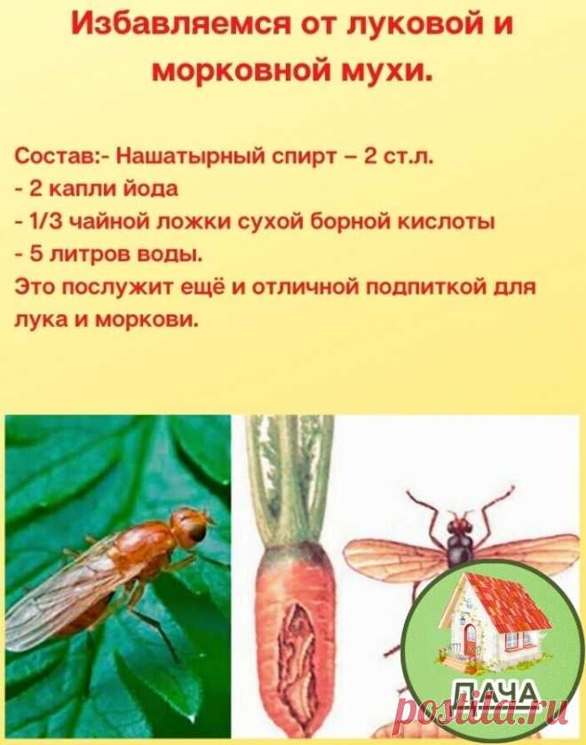 Полезно знать дачникам