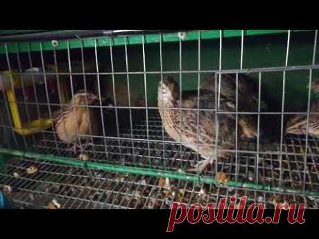 Мой перепелятник зимой