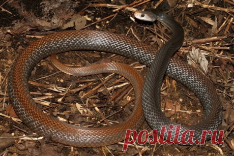 Тайпан (Oxyuranus scutellatus)
