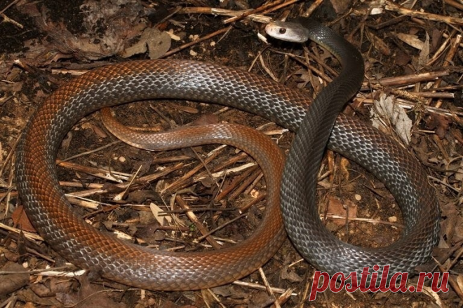 Тайпан (Oxyuranus scutellatus)