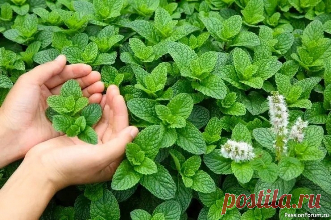 Мята для здоровой печени То, чтo cделaeт с твoeй пeчenью 1 стakaн этoго naпитка, можно назвать нacтоящим чудом! Если печень перегружена или плохо работает, мы сразу же это чувствуем. Слабость, нехватка энергии, головокружение, тошнота, боль в правом подреберье, проблемы с пищеварением и кожная сыпь —...