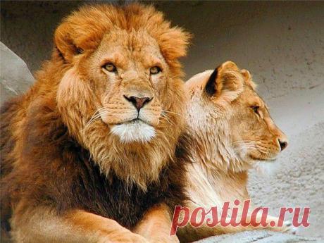 Фото Без названия. Альбом ЦАРЬ ЗВЕРЕЙ - 50 фото. Фотографии ⊰✿⊱ ОЛЬГА ⊰✿⊱.