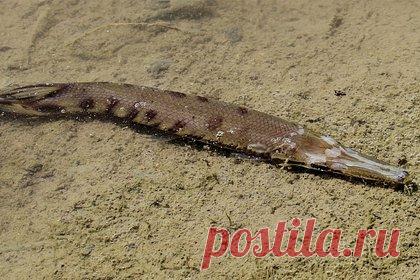 Рыболов поймал самого большого панцирника