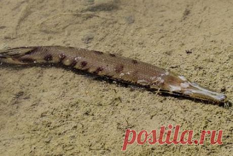 Рыболов поймал самого большого панцирника