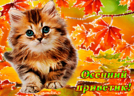 Картинки «Осенний приветик!» (36 фото) ⭐ Забавник