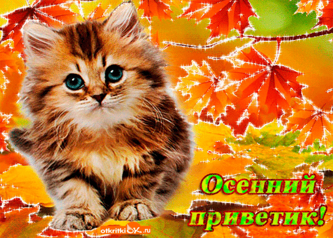 Картинки «Осенний приветик!» (36 фото) ⭐ Забавник