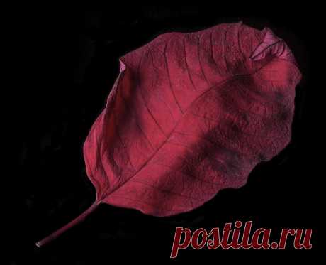 Poinsettia Leaf On Its Way Out