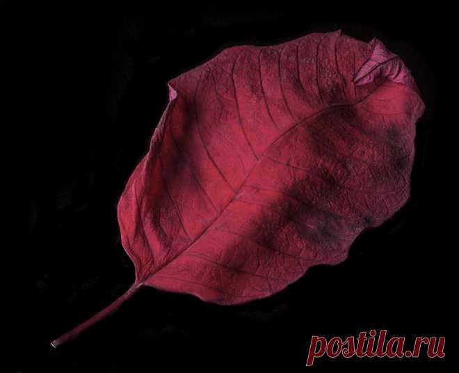 Poinsettia Leaf On Its Way Out