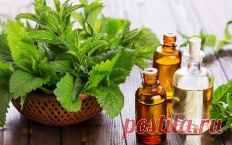 Хотите, чтобы в доме не было насекомых? Заведите это растение!
