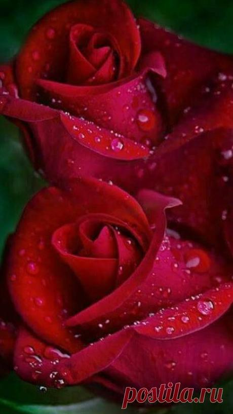 (21) Pinterest
