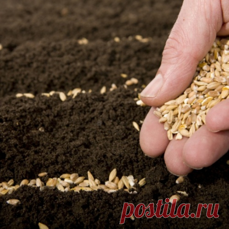Перед посадкой замочите семена в... водке!