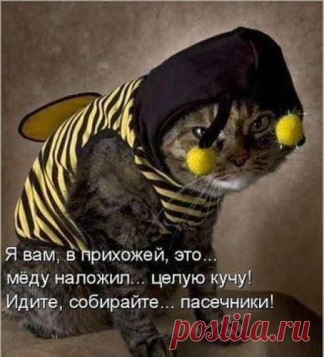 ....пчелокот)))